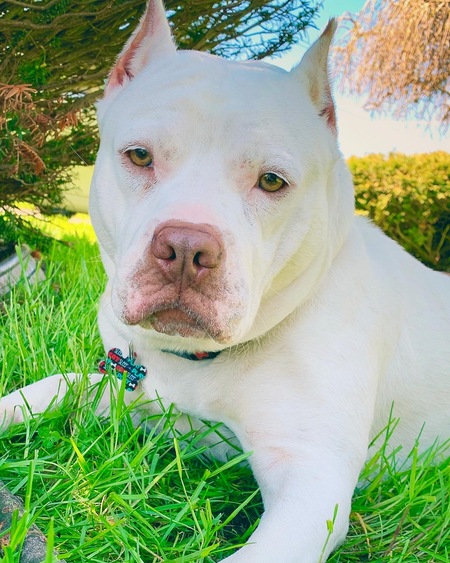 Entry image for Poppy Moon Pi. Clicking this image will show a larger photo