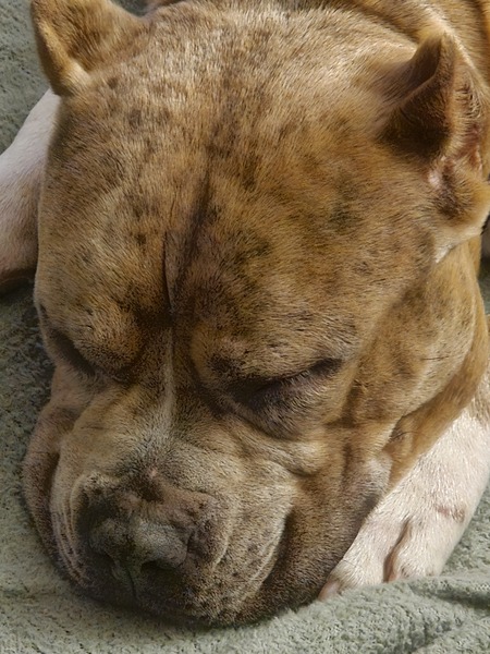 Entry image for Mabel. Clicking this image will show a larger photo