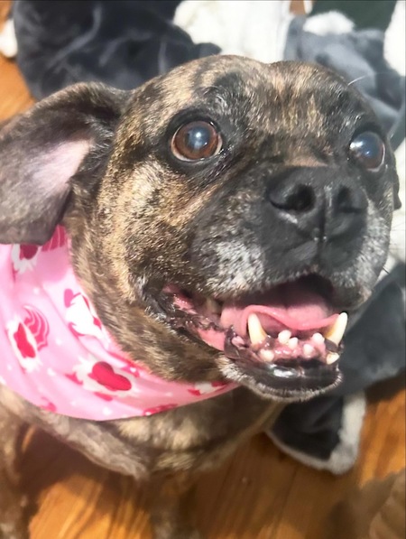 Entry image for Chester. Clicking this image will show a larger photo