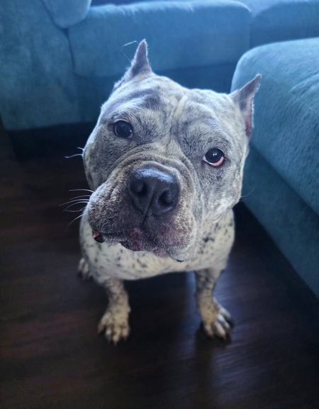 Entry image for Stormy. Clicking this image will show a larger photo