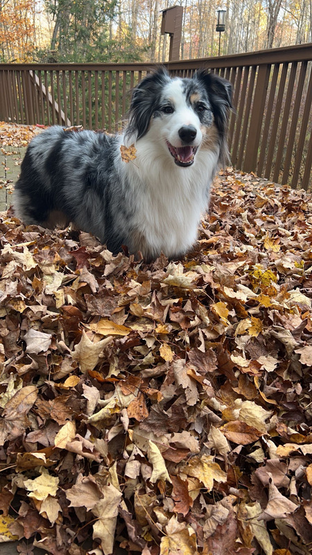 Entry image for Benny . Clicking this image will show a larger photo