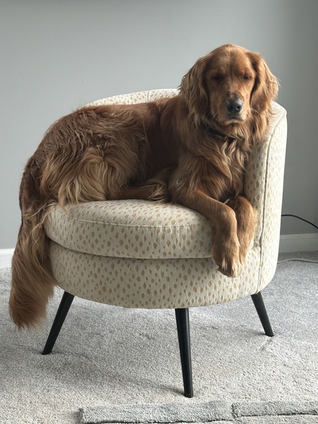 Entry image for Nala. Clicking this image will show a larger photo