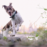 Entry image for Riley