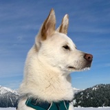 Entry image for Mochi