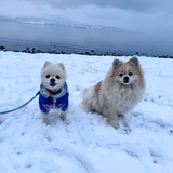 Entry image for Mabel & Aspen
