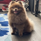 Entry image for CHEWY