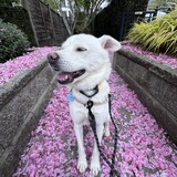 Entry image for Oliver 