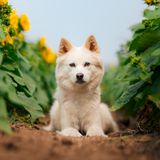 Entry image for Mochi