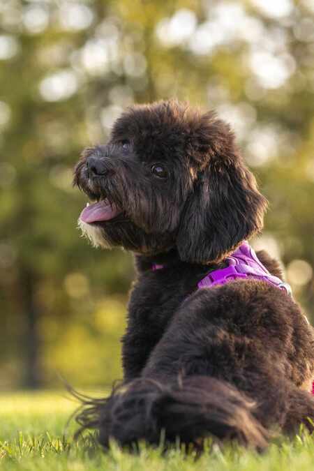 Entry image for Pepper 🐶. Clicking this image will show a larger photo