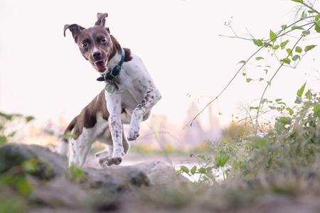 Entry image for Riley. Clicking this image will show a larger photo