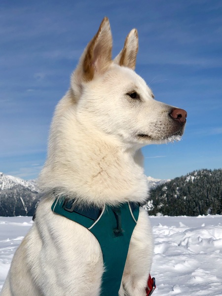 Entry image for Mochi. Clicking this image will show a larger photo
