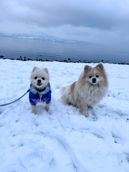 Entry image for Mabel & Aspen. Clicking this image will show a larger photo