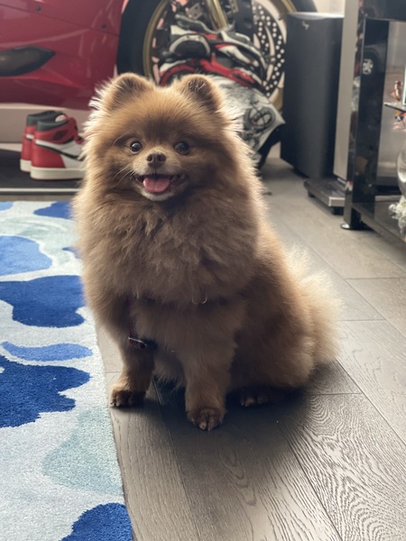 Entry image for CHEWY. Clicking this image will show a larger photo