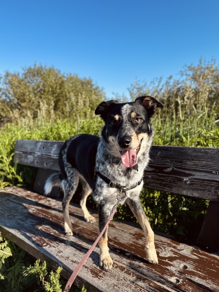 Entry image for Harley. Clicking this image will show a larger photo