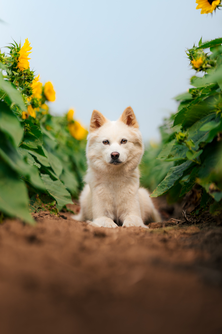 Entry image for Mochi. Clicking this image will show a larger photo