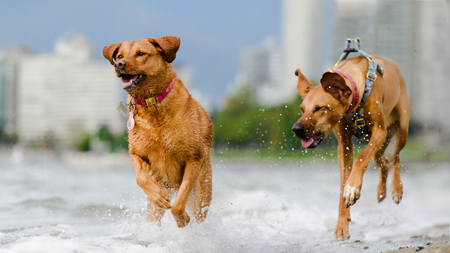 Entry image for Roo & Kona. Clicking this image will show a larger photo