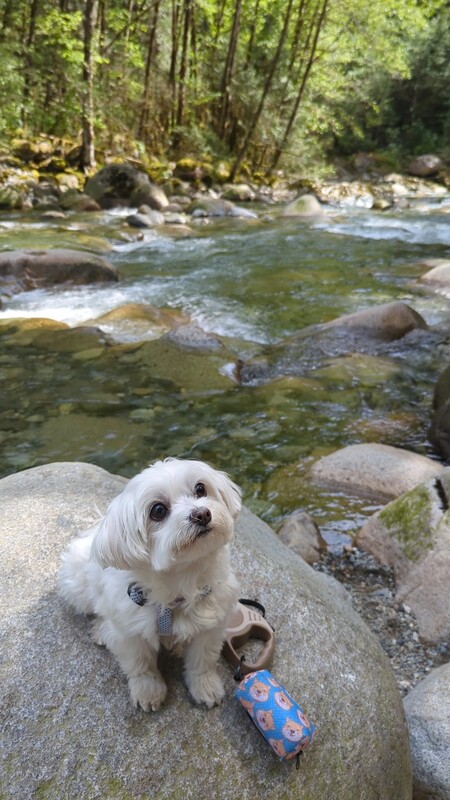 Entry image for Casper. Clicking this image will show a larger photo