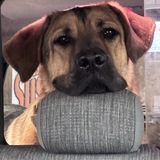 Entry image for Aries