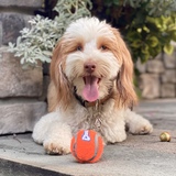 Entry image for Gus