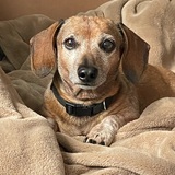 Entry image for Dexter