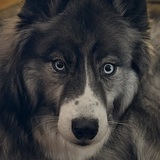 Entry image for Jaxon