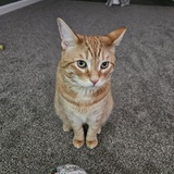 Entry image for Sir Peaches