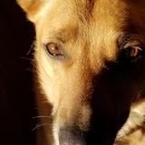 Entry image for Charlie
