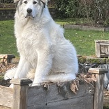 Entry image for Daisy