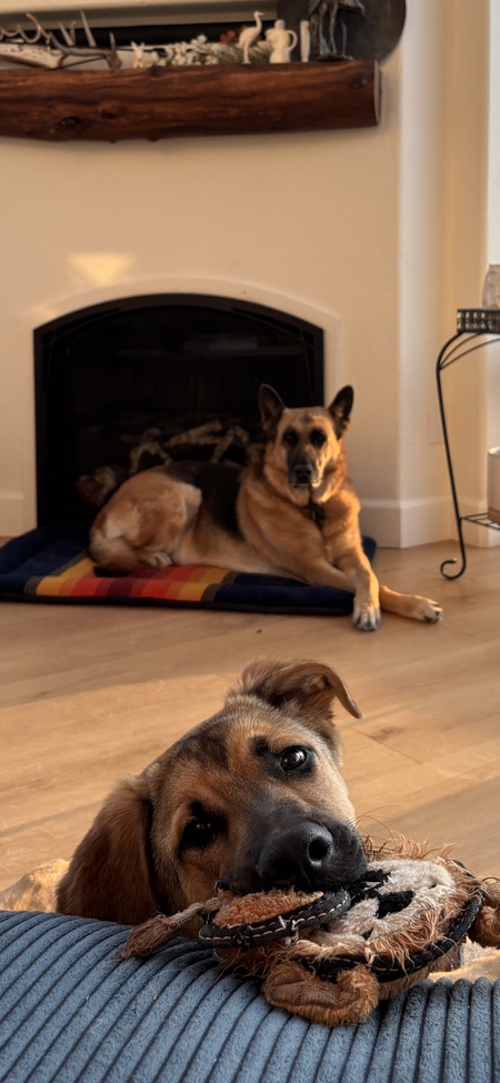 Entry image for Copper (background) & Aries. Clicking this image will show a larger photo