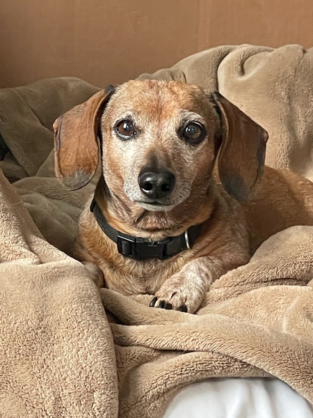 Entry image for Dexter. Clicking this image will show a larger photo