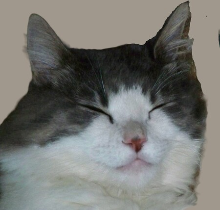 Entry image for Junior. Clicking this image will show a larger photo