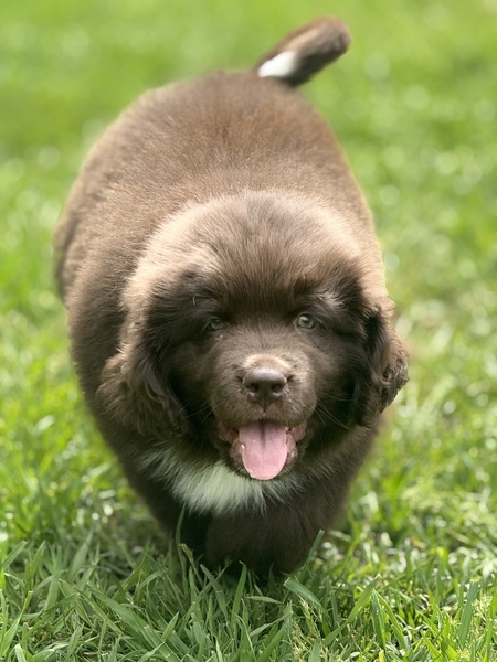 Entry image for Enzo. Clicking this image will show a larger photo