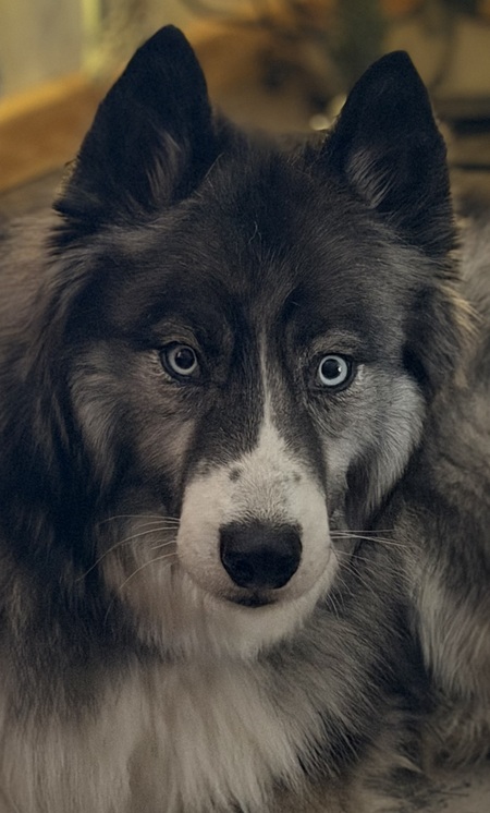 Entry image for Jaxon. Clicking this image will show a larger photo