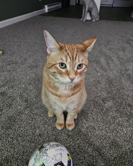 Entry image for Sir Peaches. Clicking this image will show a larger photo