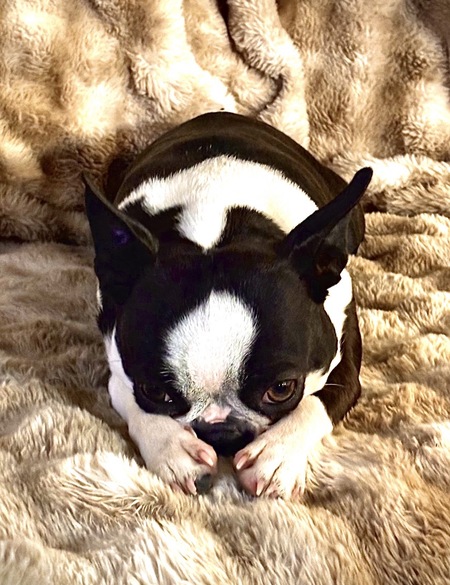 Entry image for Marley. Clicking this image will show a larger photo
