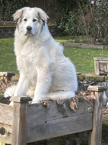 Entry image for Daisy. Clicking this image will show a larger photo