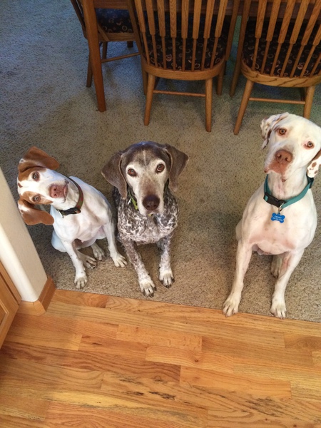 Lily, Petra and Dewey