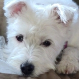 Entry image for DAISY