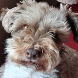 Entry image for Bentley