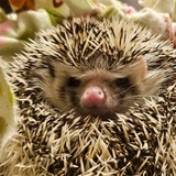Entry image for Mr. Prickles