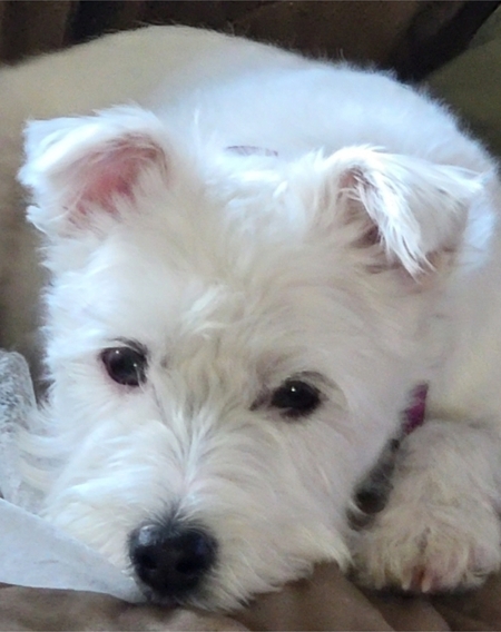 Entry image for DAISY. Clicking this image will show a larger photo