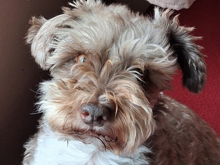 Entry image for Bentley. Clicking this image will show a larger photo