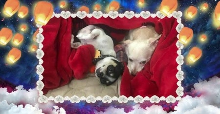 Entry image for Pinkie & Belle. Clicking this image will show a larger photo