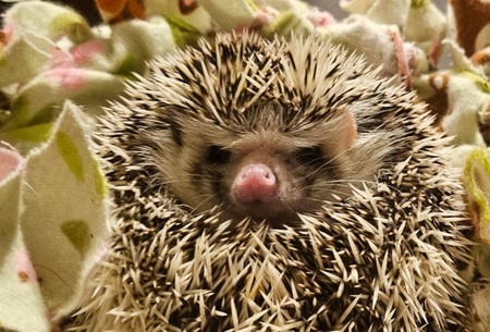 Entry image for Mr. Prickles. Clicking this image will show a larger photo