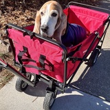 Entry image for Brutus