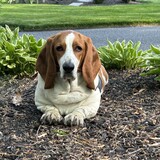 Entry image for Hank