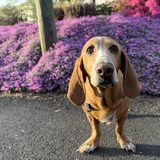 Entry image for Felix