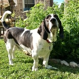 Entry image for Brody