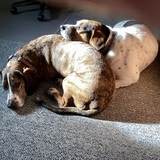 Entry image for Ollie and Lacy