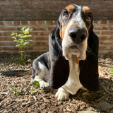 Entry image for Copper